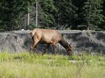 Cdn Rockies Adventure (Aug 2010) - Canmore - 034
